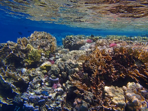 Incrível mar vermelho — Fotografia de Stock