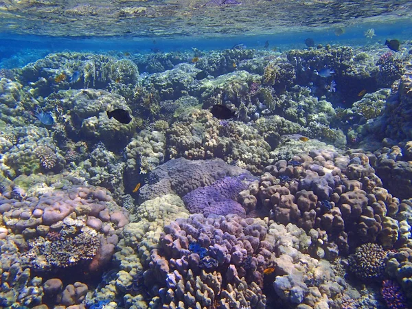 Amazing red sea — Stock Photo, Image