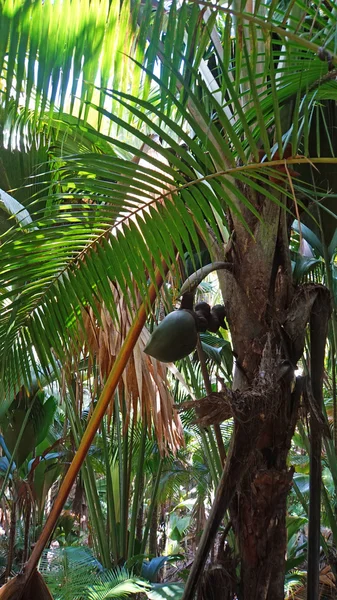 Valle de mai — Foto de Stock