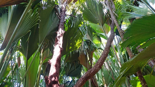 Valle de mai — Stockfoto