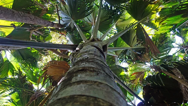 Valle de mai — Foto de Stock