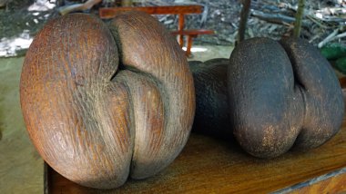 coco de mer