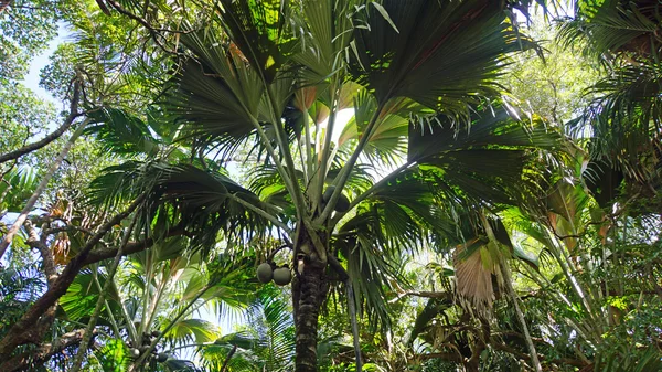 Valle de mai — Foto de Stock