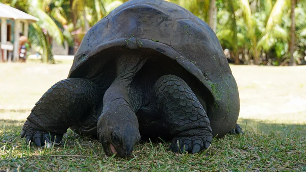 Curieuse Adası'nda turtle — Stok fotoğraf