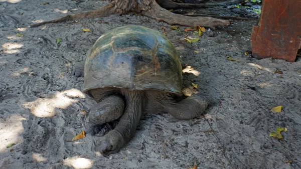 Curieuse Adası'nda turtle — Stok fotoğraf