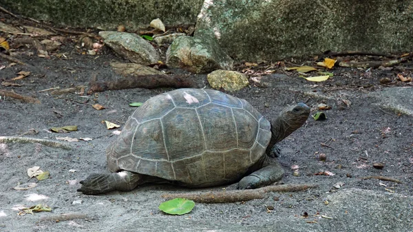 Tortuga en isla curiosa —  Fotos de Stock