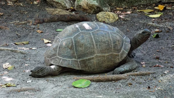 Curieuse Adası'nda turtle — Stok fotoğraf