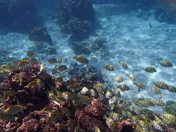 Seychelles snorkeling — Stok Foto