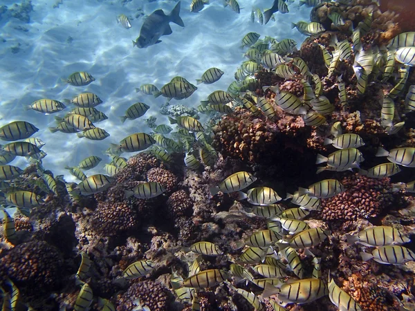 Seychelles snorkeling — Stock Photo, Image