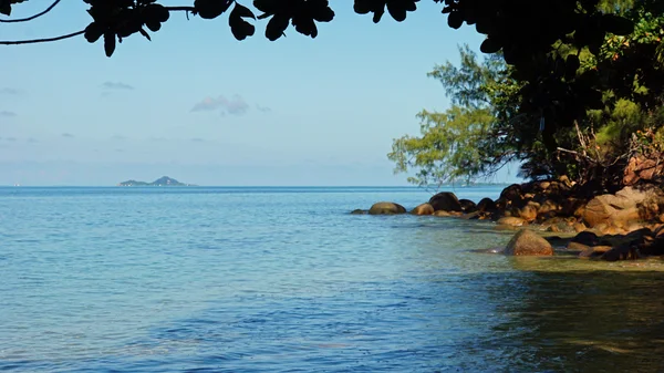 Wild Seychellen — Stockfoto