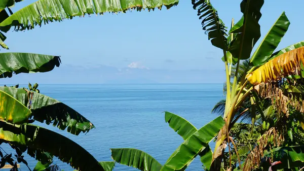 Wild seychelles — Stock Photo, Image