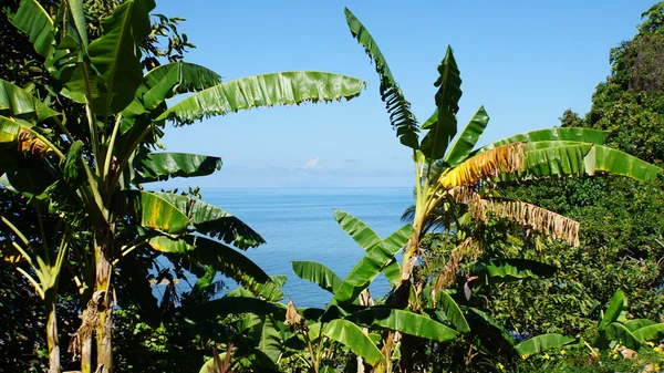 Wild seychelles — Stock Photo, Image