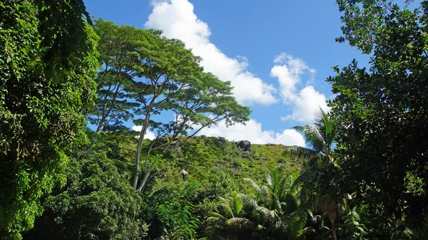 Paisaje tropical — Foto de Stock