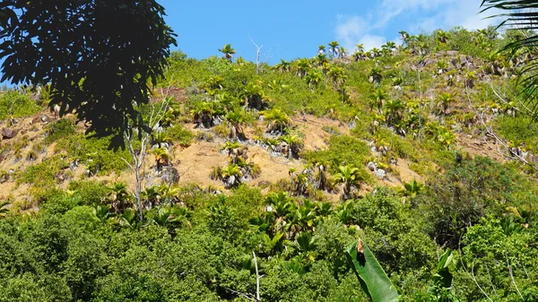 Tropische Landschaft — Stockfoto