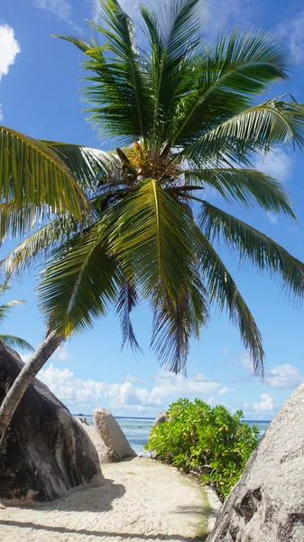 Paraíso tropical — Foto de Stock