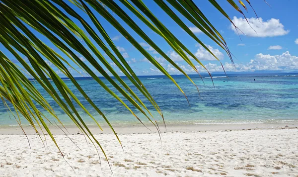 Palm leafs — Stock Photo, Image