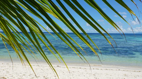 Palm leafs — Stock Photo, Image