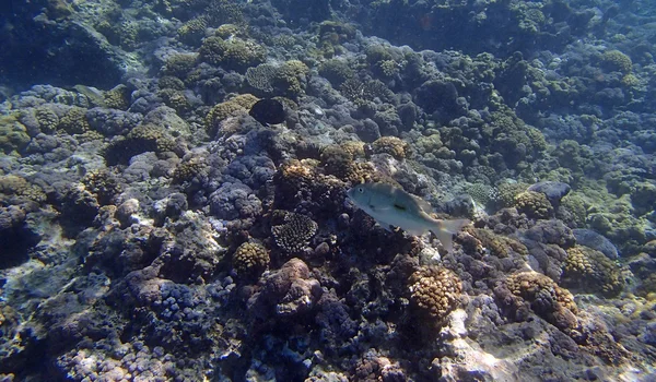 Lo snorkeling — Foto Stock