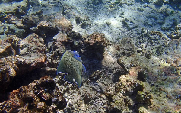 Lo snorkeling — Foto Stock