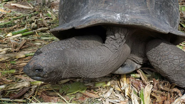 Big turtle — Stock Photo, Image