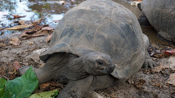 Tortuga grande — Foto de Stock