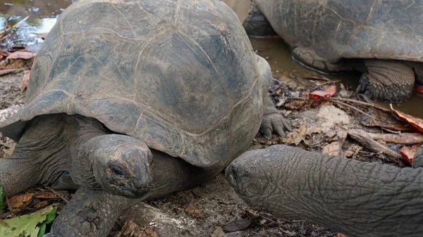 Tortuga grande — Foto de Stock