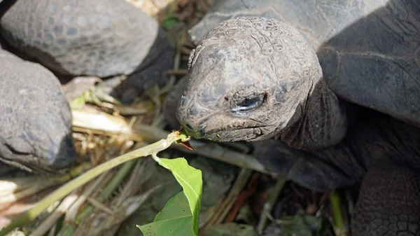 Tortuga grande — Foto de Stock