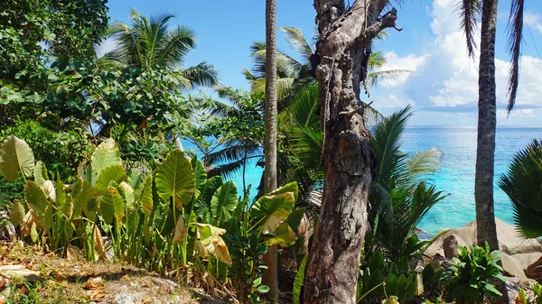 Palme und Granit — Stockfoto