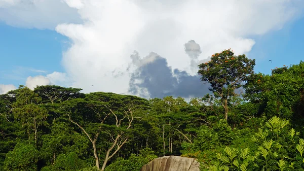 Natuurlijke Seychellen — Stockfoto