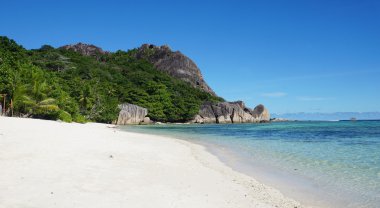 palmiye ağacı cennette