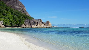 palmiye ağacı cennette