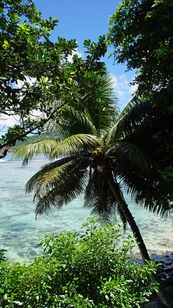 Tropische kust — Stockfoto