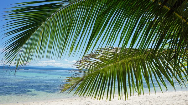 Palm tree in paradise — Stock Photo, Image