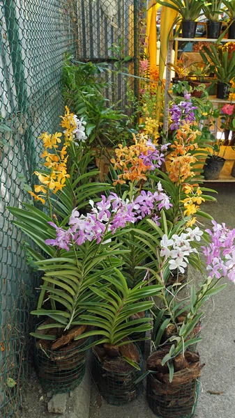 Mercado tropical — Fotografia de Stock