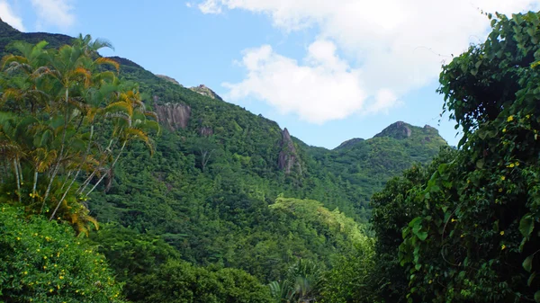 Grüne Seychellen — Stockfoto