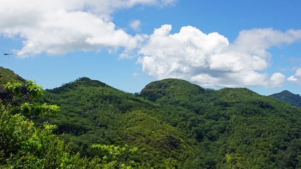 Grüne Seychellen — Stockfoto