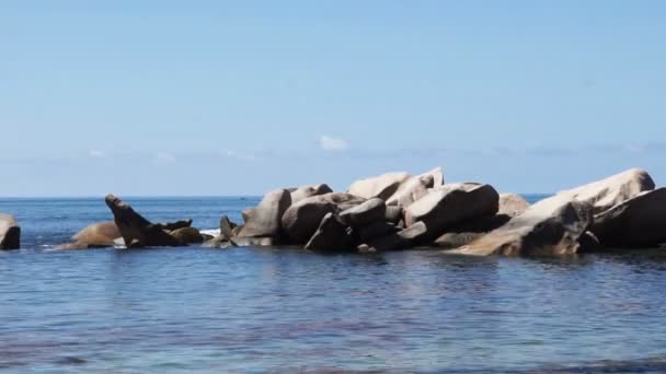 Kleurrijke Seychellen — Stockvideo