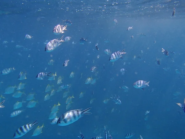 Amazing snorkeling — Stock Photo, Image