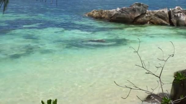 Natürliche Küste der Seychellen — Stockvideo