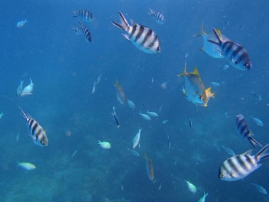 şnorkel şaşırtıcı