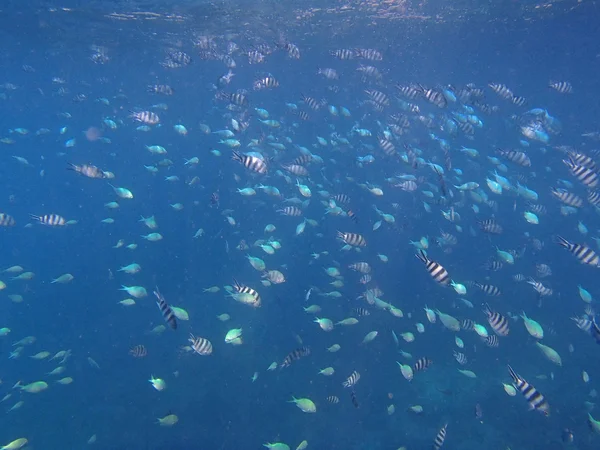 Snorkeling incrível — Fotografia de Stock