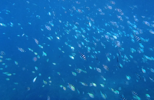 Snorkeling incredibile — Foto Stock