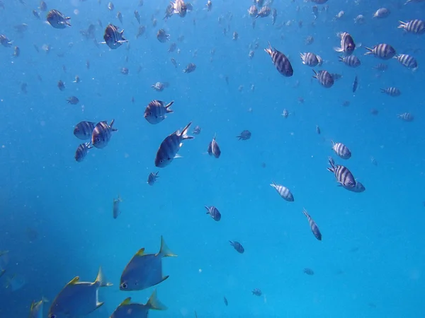 Amazing snorkeling — Stock Photo, Image