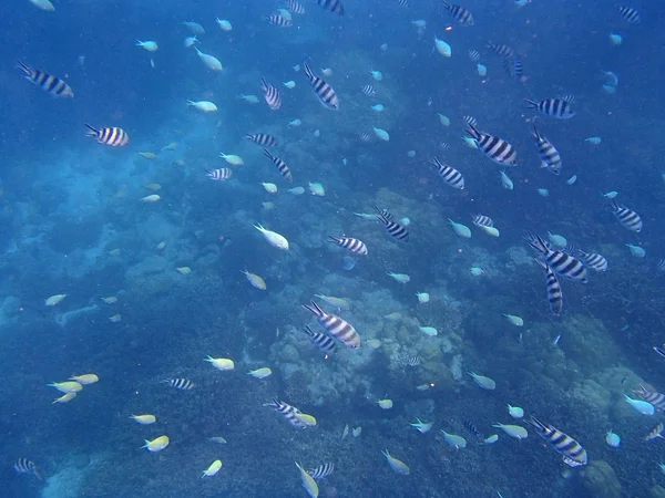 Amazing snorkeling — Stock Photo, Image