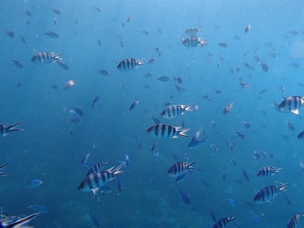 Verbazingwekkend snorkelen — Stockfoto