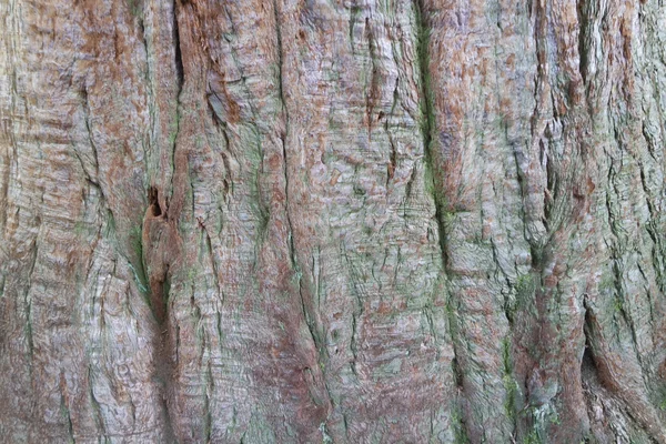 Sfondo naturale — Foto Stock