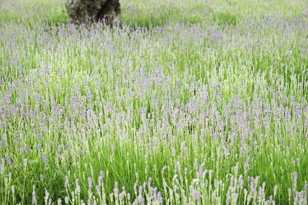 Lavendel colorido — Fotografia de Stock