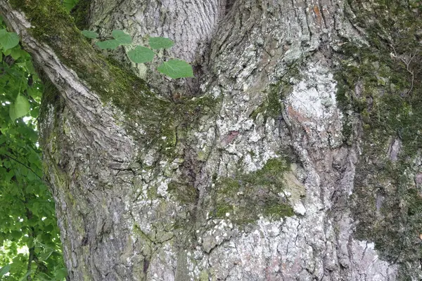 Alter Baum — Stockfoto