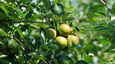 elma ağacı