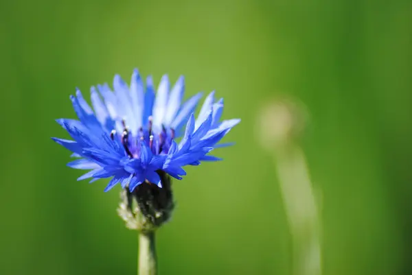 Flor azul — Fotografia de Stock